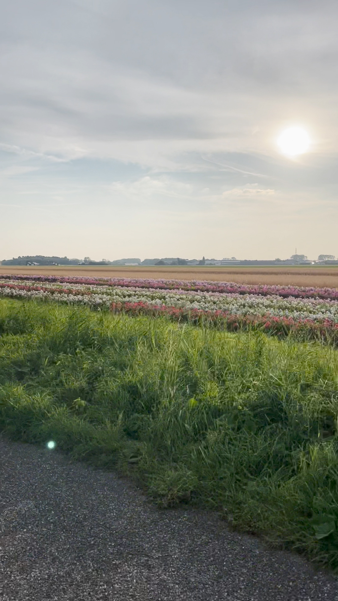 Flower field in September