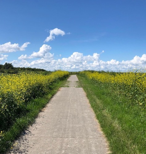 Beautiful bike road through the field